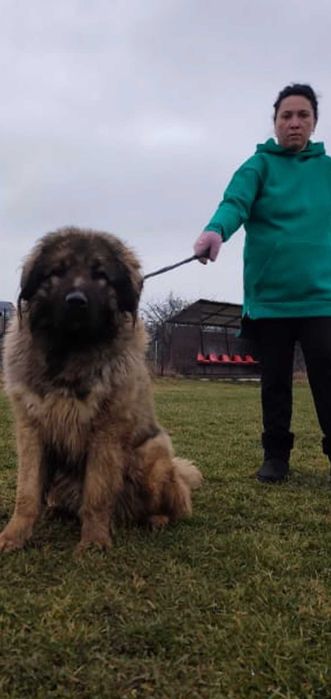 Mascul ciobanesc caucazian