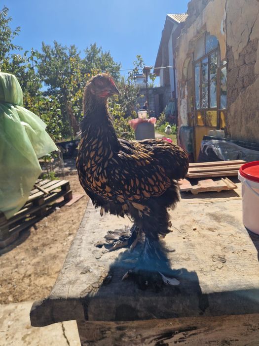 Cocosi brahma de vanzare