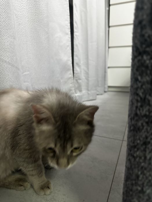 Отлам в добрые руки котят