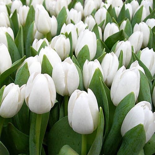 Тюльпаны предзаказ до 25 февраля