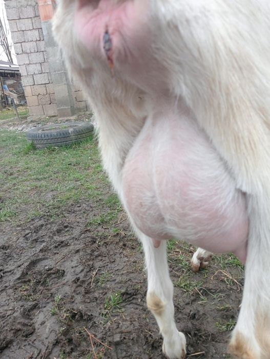 Vind urgent căpriță de rasă sanen