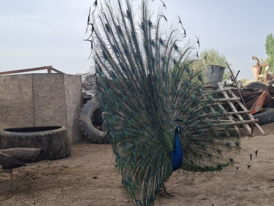 Павлинны общий 8 шт