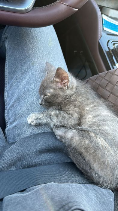 Котенок-девочка 1,5-2 месяца