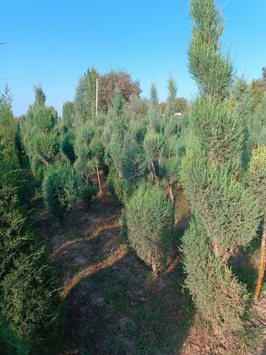 Galuboy kepars hammasi spiral marjavenik pramoy b