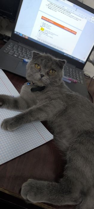 Продаётся котик.