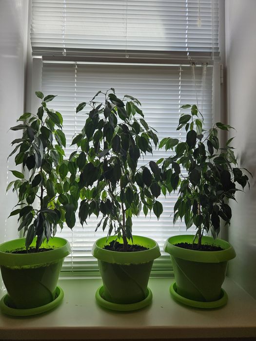 Фикус по 5 тысяч