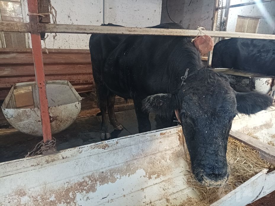 Продаётся Ангус молодой ёще