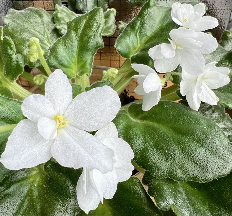 Сейнтполия Saintpaulia African Violet Сентполия Сенполия
