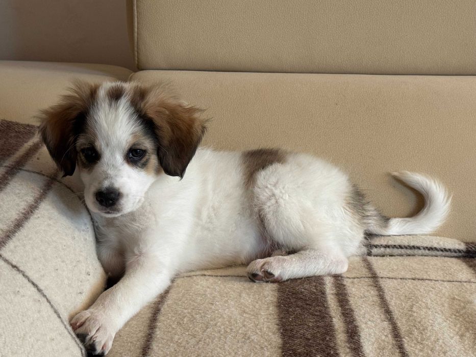 Две бездомни братче и сестриче кученца търсят дом