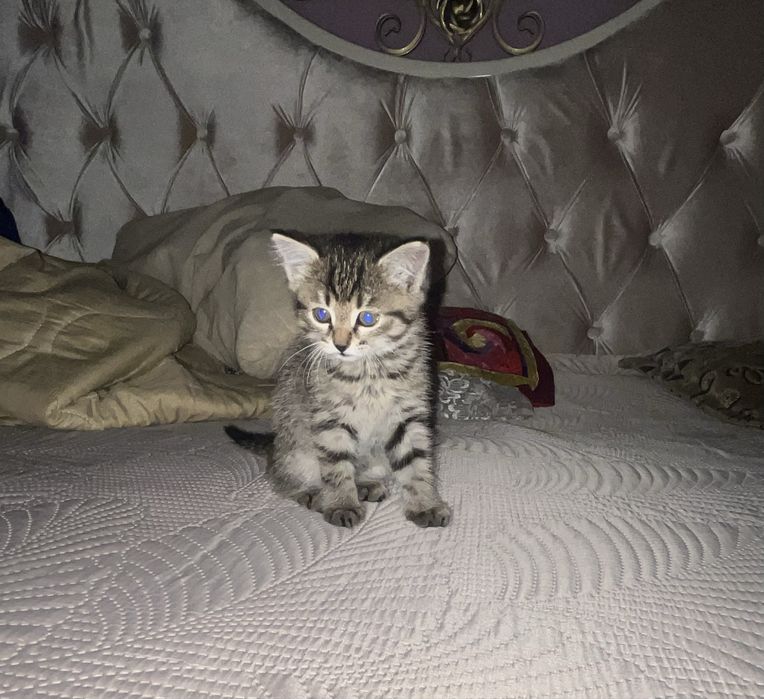 Домашний котенок (девочка)