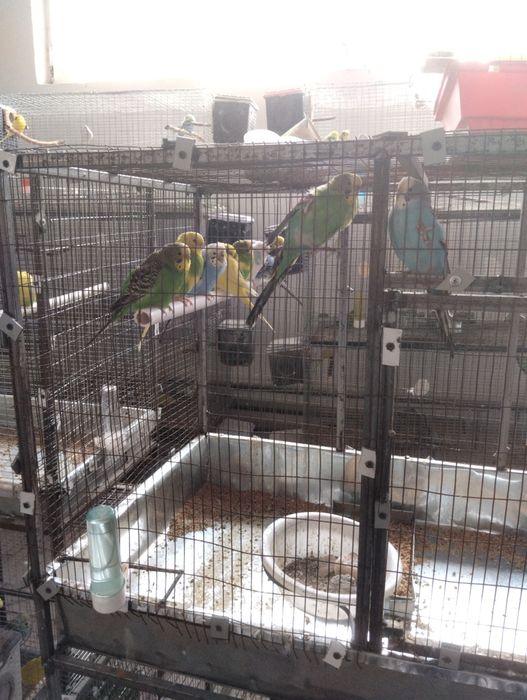 Готовый бизнес! Волнистый попугай. Tuti qushi