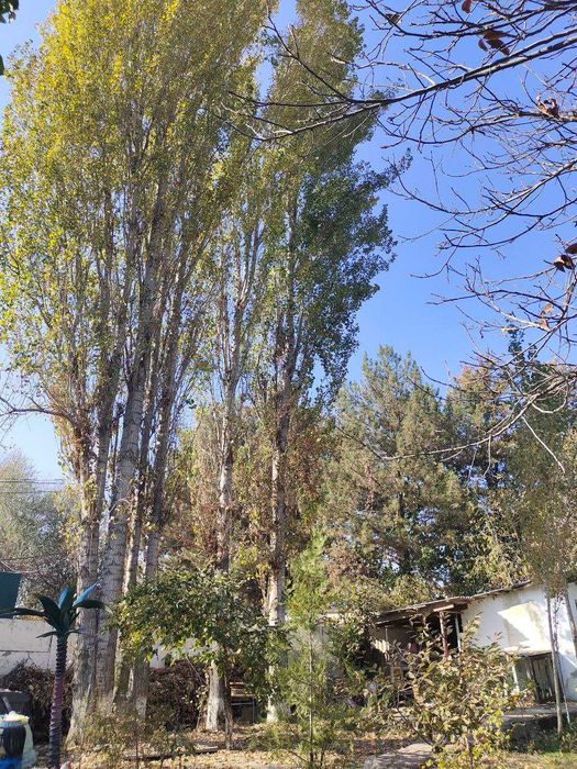 Terak sotiladi 7 dona to'sinbob narxi kelishamiz