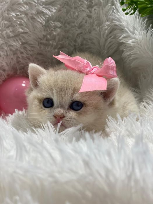 Золотые шиншиллы британские