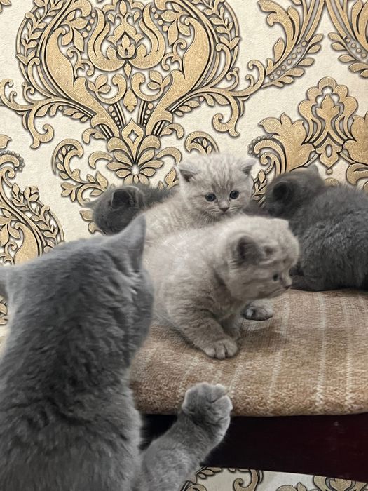 Кошка Скоттиш Страйт