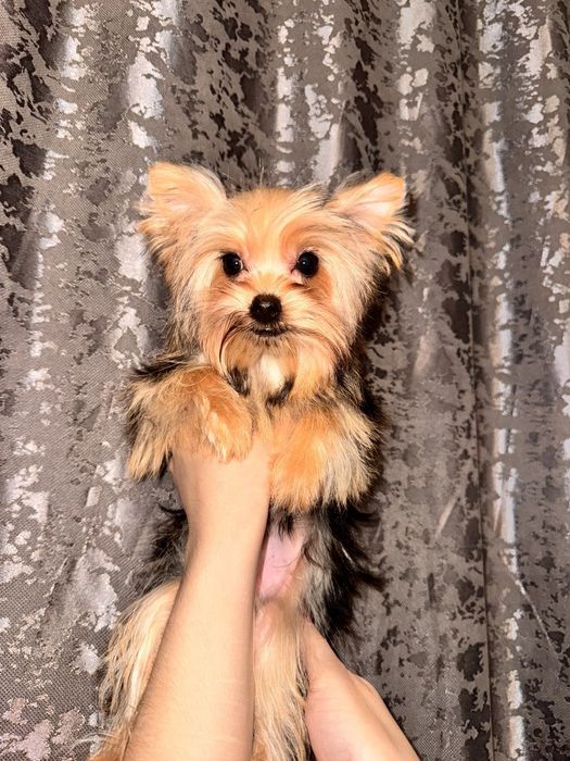 Щенок Йорширского терьера