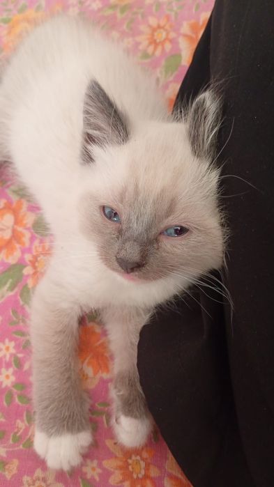 Отдам котят в добрые руки