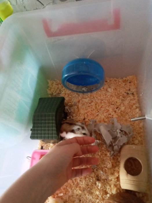 Хомяк с большим контейнером