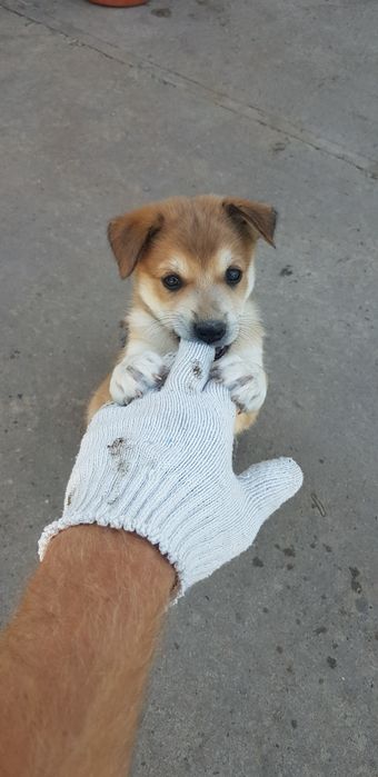 Собаки в добрые руки