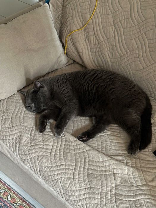 Отдам кота в хорошие руки