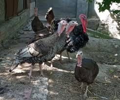 Индюк домашный сотилади