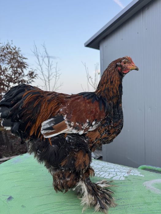 Cochinchina portelan