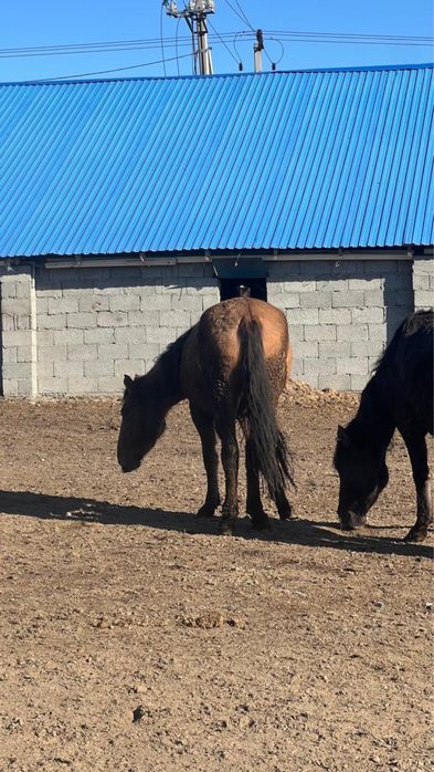 Семіз, байланған биелер сатылады!