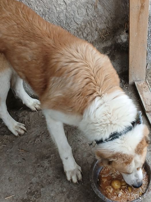 Alabay kuchugi sotiladi. Eng arzoni bizda!