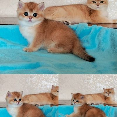 Шикарные золотые шиншиллы