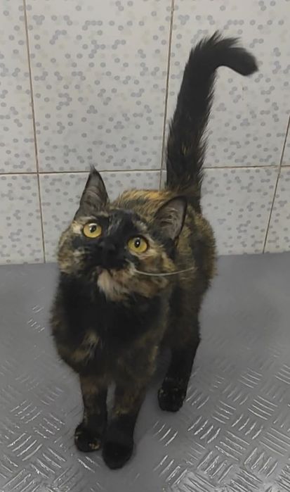 Замечательные котодети в надёжные ответственные руки