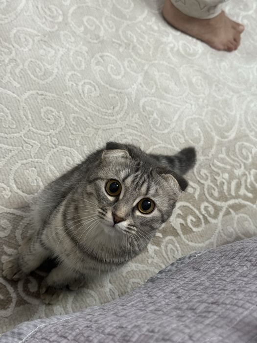 Кошка. Мысық сатылады