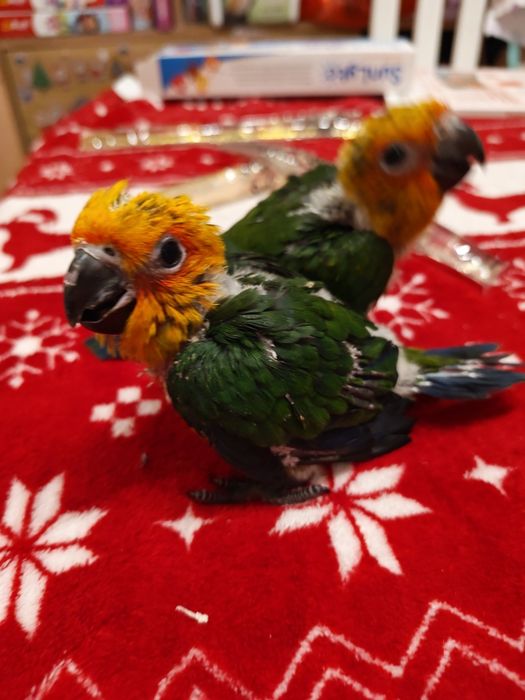 Papagal Pui Aratinga Jendaya (Jenday Conure) – Inelați, Blânzi / Crescuți la Mână