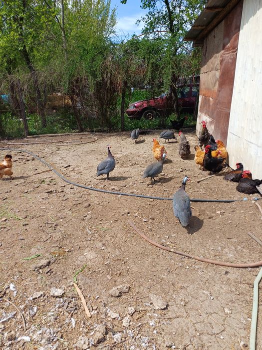 Ouă de bibilică (câțe) ,rațe mute