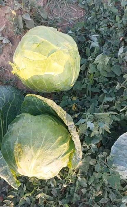 Капуста белокочанная ,пекинская и красная . Оптом от производителя