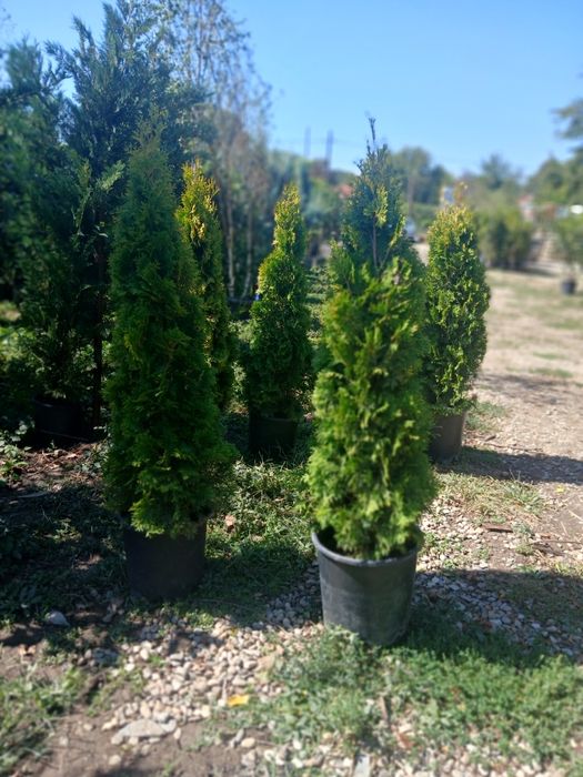 Gard viu tuia sau leilandii