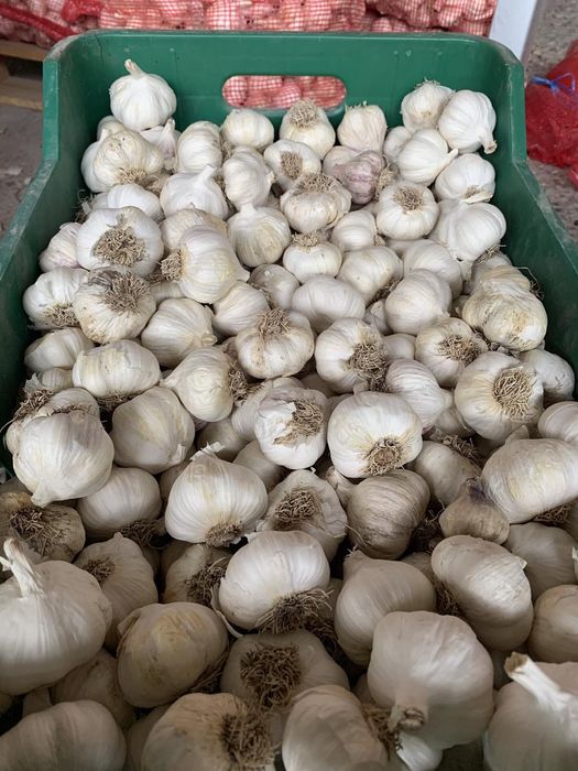 Чесън за консумация зимно и пролетно засаждане