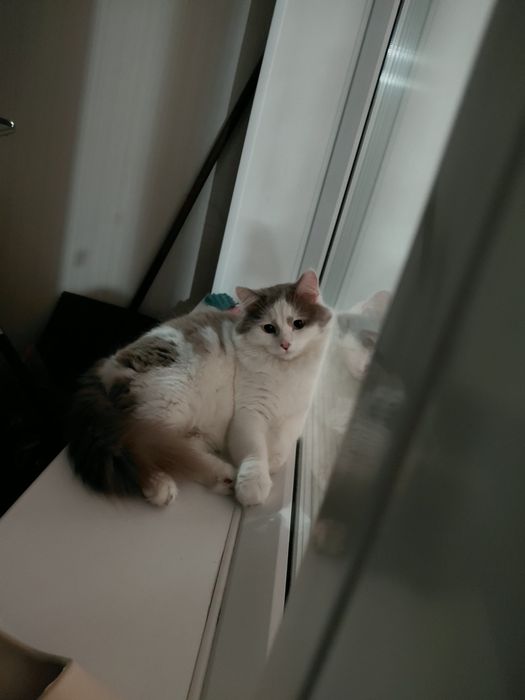 Отдам котика в добрые руки