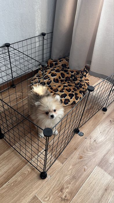 Продам щенка шпица