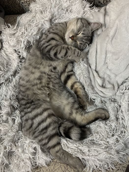 Отдам кота в добрые руки