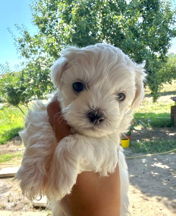 Bichon talie mica