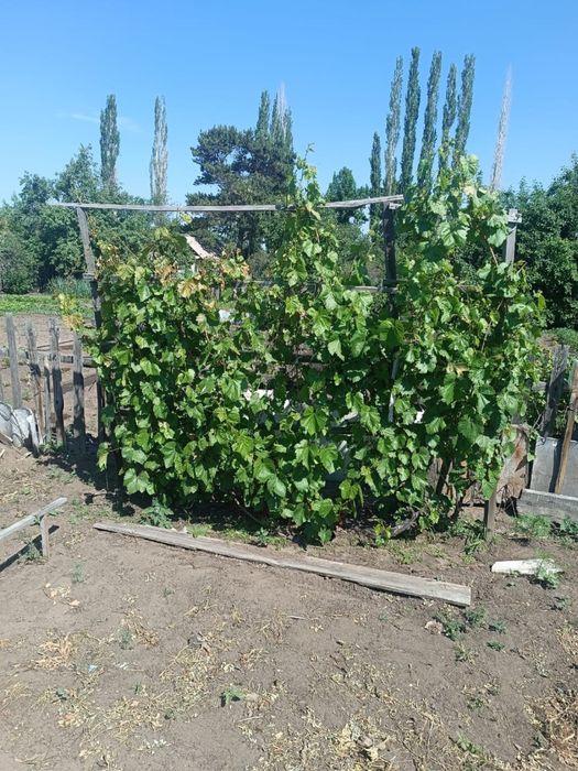 Продам дачу сад Здоровье