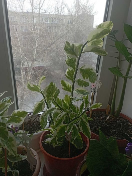 Цветок педилантус