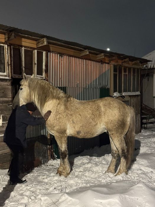 Продам Жеребца тяжелый