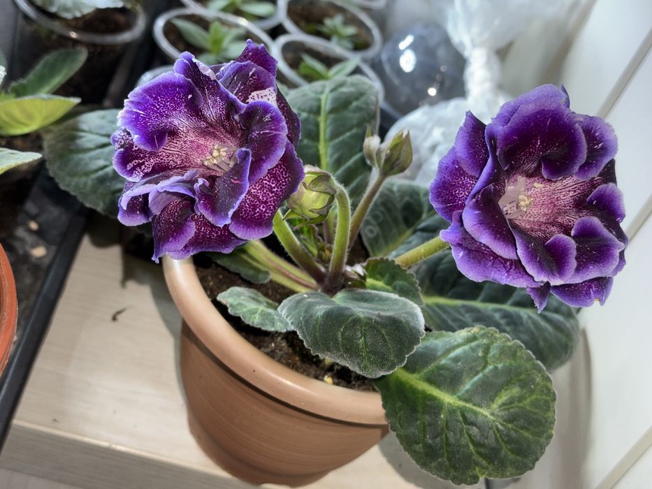 Глоксиния сорт Тень луны