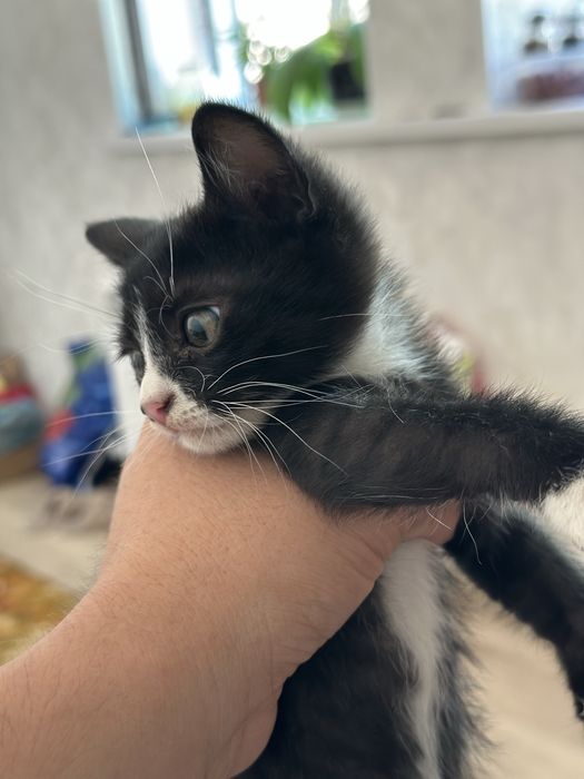 Котята 1.5 месячные