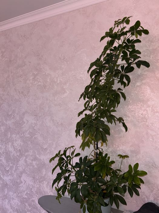 Комнатные цветы для дома