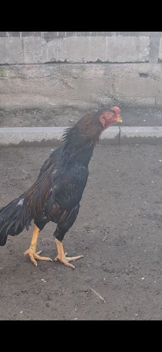 Дакан, бойцов...