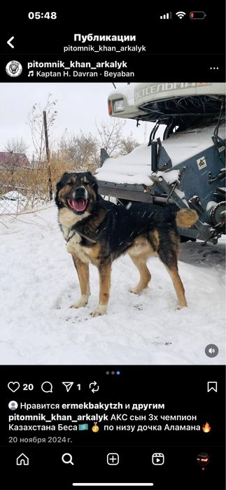 Алабай щенки …….