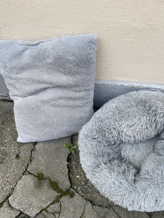 Accesorii pentru pisici