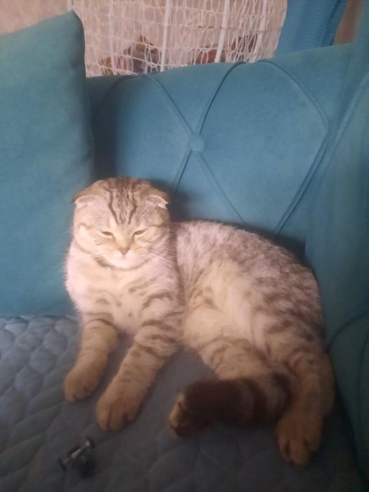 Шотландская кошка