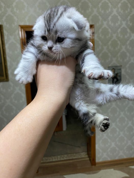 Открыта бронь на шикарных мишак